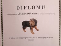 Zijadovi goniči
